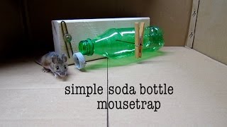 How to make ● a simple SODA BOTTLE HUMANE MOUSETRAP that works [upl. by Assilac415]