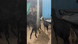 Osmanabadi goat aavelebl for selling contyak no 9359344322 [upl. by Ellennahs]