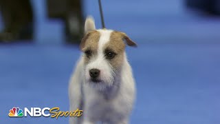 National Dog Show 2023 Terrier Group Full Judging  NBC Sports [upl. by Hamid]