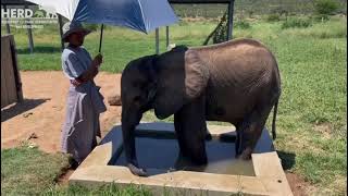 Farewell to Baby Elephant Orphan Snare Victim Fenya [upl. by Ojoj]