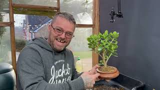 Repotting the Scottish Beech Bonsai with Ryan of Houghton Bonsai [upl. by Aruam]