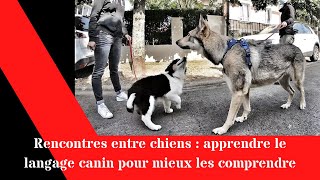 Rencontres entre chiens apprendre le langage canin pour mieux les comprendre [upl. by Maurilla501]