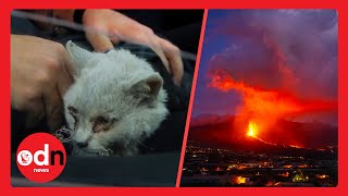 LUCKY Cat Rescued from La Palma Eruption [upl. by Aanas244]