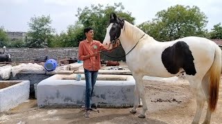 Horse wash  घोडी या घोड़े को कैसे नलाये horsewash youtube horselover [upl. by Hermia]