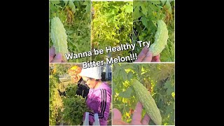 Bitter Melon In America subscribe viralvideo subscribers bisayangtexas51 BethWhite0417 [upl. by Whale]