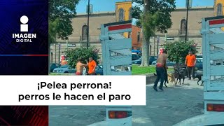 Pelea de perros… lomitos le hacen el paro a un indigente [upl. by Enyaj482]