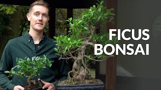 Ficus Bonsai tree care [upl. by Fi95]