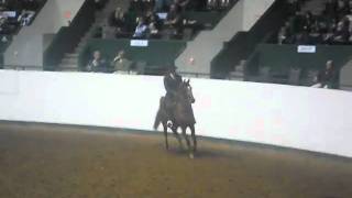 Sahara Sands Arabian Horse Show 2011 [upl. by Augustine]