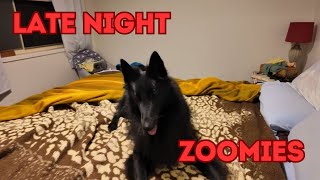 Dog Gets Zoomies in the Middle of the Night [upl. by Scrivings]