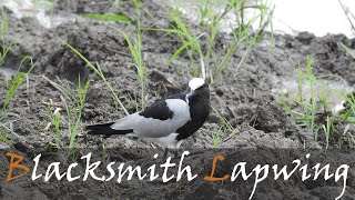 Blacksmith Lapwing Vanellus armatus Bird Call amp Video  Blacksmith Plover  Stories Of The Kruger [upl. by Anselma]