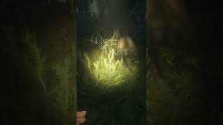 【theHunter Call of the Wild】ヘラジカ（オス） Elk gameplay wildlife hunting [upl. by Ainyt]