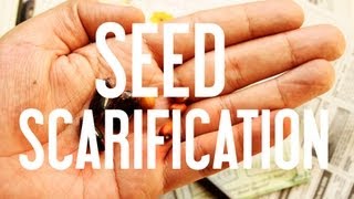 How to Start Seeds Seed Scarification [upl. by Armanda]