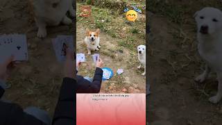 Lu gánh nước kiếm tiền và cái kết 😂😂 pets thucung funny dongvat cute haihuoc giaitri dog [upl. by Asa]