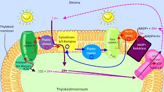 Lichtabhängige Reaktion Schritt für Schritt erklärt Lichtreaktion Fotosynthese Biologie Abitur [upl. by Hsetih]