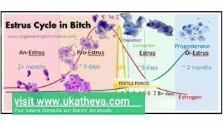 Estrus Cycle in Dogs  Comparing Dog and Cattle Estrus Cycles  Prof UK Atheya  English Lecture [upl. by Hoem]