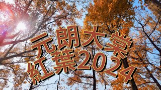 【枯榮】元朗大欖郊野公園大棠楓香林紅葉 🍁 2024｜Yuen Long Tai Tong Sweet Gum Woods Red Leaves Tai Lam Country Park🍁 2024 [upl. by Barrus]