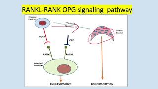 Orthopaedic basic science  Bone cells  RANKLRANKOPG pathway  by DrHemanta Dhungana [upl. by Aicatsanna322]