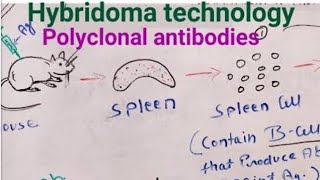 Hybridoma technology and its application Biotechnology  pharmacy 6th sem By Drx Naveen Gujjar [upl. by Atoked]