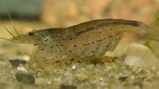 Amano Shrimp Caridina multidentata  Breeding Part 1 [upl. by Ydoj]