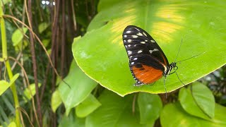 Whipsnade Zoo 2024  Aquarium amp Butterfly House [upl. by Blake140]