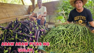 Byahe muna kami ni mrs ng gulaySi tatay andong ang tunay na masipagdaming harvest ngayon [upl. by Colp]