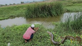 Small Single Hook FishingBig Baam FishingCatching The Cat Fish And Tilapia FishesVillage Fishing [upl. by Brenan760]