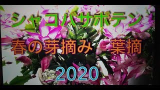 シャコバサボテン 春の芽摘み 葉摘2020 [upl. by Rodl]