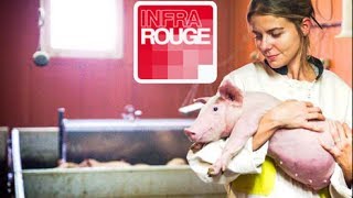 Une vie de cochon Documentaire diffusé le 12112013 sur France 2 [upl. by Petuu]