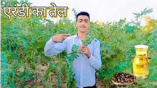 अरंडी का तेल कैसे निकलता है। arandi ka tel kaise banta hai castoroil arandi [upl. by Nairbo]