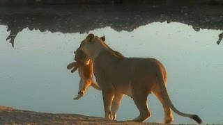 SafariLive August 25 When a lion cub wont listen to mom [upl. by Ymmaj185]