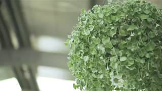 How to grow and care for Dichondra Silver Falls [upl. by Giulio]