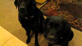 Funny Dog snitches on sibling Who stole the cookie Alex Hutchinson Harley and Loa [upl. by Zetana159]