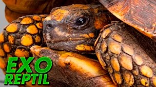 Exo Reptil  Chelonoidis Denticulata  Tortuga Motelo [upl. by Auqinehs]