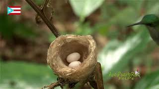 AVES ENDÉMICAS DE LAS ANTILLAS MAYORES  ENDEMIC BIRDS OF THE GREATER ANTILLES [upl. by Lattie]