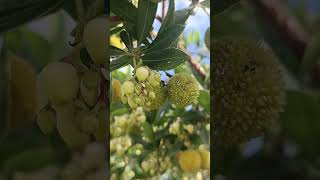 Árbol de madroño con frutos [upl. by Aileve]