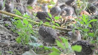 Bobwhite Quail  Sounds and Calls of Chicks and Juveniles [upl. by Rozalie152]