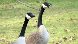 Canada Geese HONKING ANGRY Get into Fight with Flock [upl. by Fredelia973]