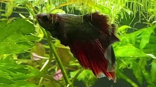 My Halfmoon Betta [upl. by Arihsan951]