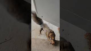 Brown Noser is BACK squirrel squirrelbuddies squirrelvideo squirrelfriend squirrelwatching [upl. by Genna]