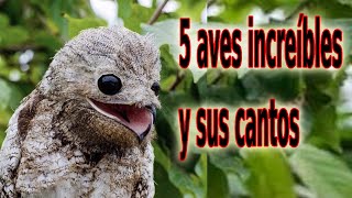 5 Aves Increíbles y sus Cantos [upl. by Anyal]