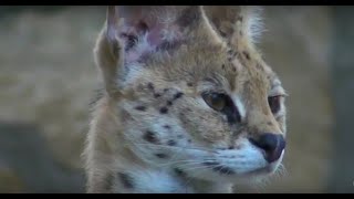 Serval  Leptailurus serval [upl. by Ojyma]