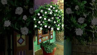 Gardenias Trees amp Shrubs [upl. by Kulda]