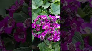 cineraria plant [upl. by Trebla]