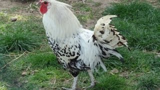 Les animaux de la Ferme des Cèdres Génissieux  Drôme  France [upl. by Adnilab]