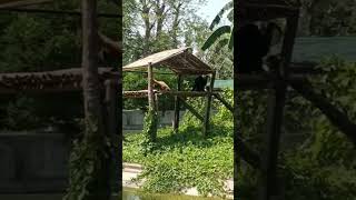 Hoolock Gibbon in Assam state zoo Guwahati [upl. by Marelya]