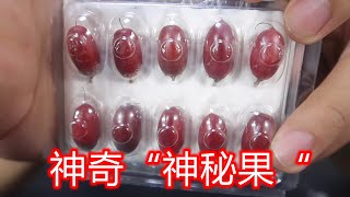 据说吃了这个神秘果，生吃柠檬都是甜味，喝白酒都是果酒味！ [upl. by Brucie64]