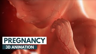 Pregnancy A MonthByMonth Guide  3D Animation [upl. by Oijile]