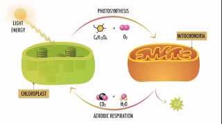 Photosynthesis and Respiration [upl. by Eecats564]