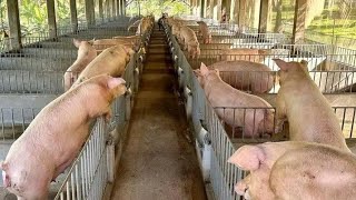 Pig Farm In assam Karbi Anglong cont7086219577 [upl. by Nohpets]