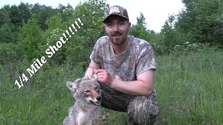 Insane 14 Mile shot on coyote with the Tikka 22250  Longest shot Ive ever made on video [upl. by Onej474]